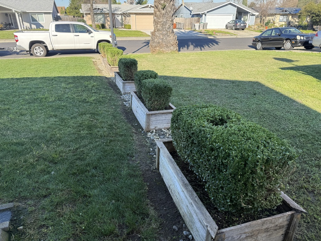 West Sacramento Shrub Trimming & Landscape Bed Cleanup by Orchid Lawn Care Experts Thumbnail
