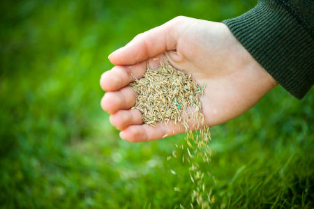 Lawn Overseeding